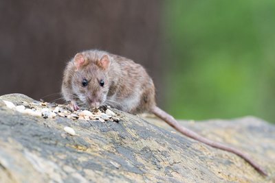 Vermehrt Ratten in Gaiberg