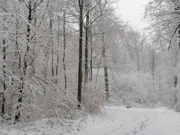 Spazierweg im Schnee